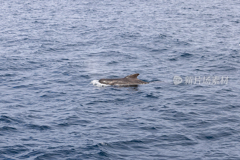 一只成年领航鲸(Globicephala melas)突破了挪威海宁静的水面，在挪威安第斯附近的野外开阔水域被捕获